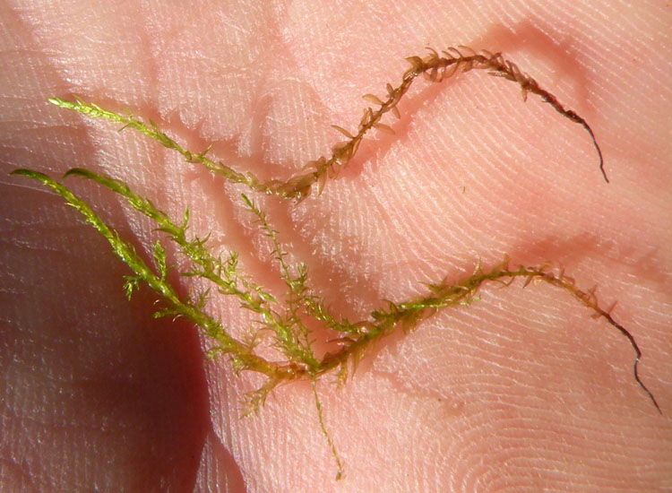 Muschio in prato umido 2